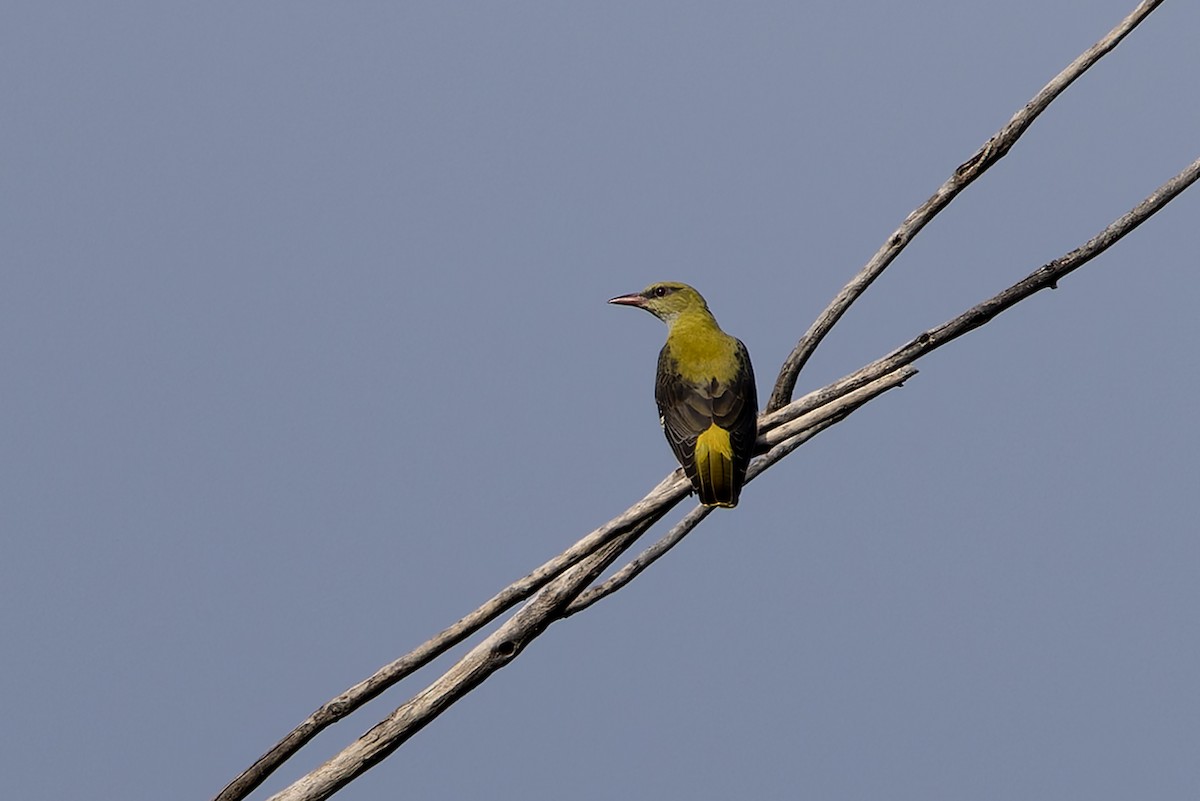 Eurasian Golden Oriole - ML640261453