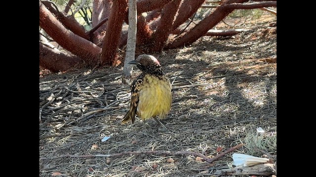 Tropfenlaubenvogel - ML640261505