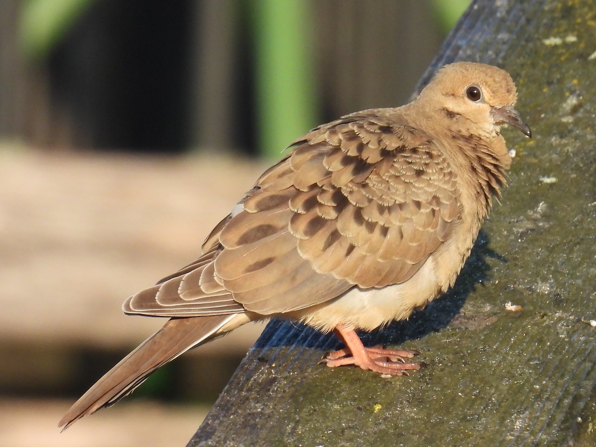 Mourning Dove - ML640261605