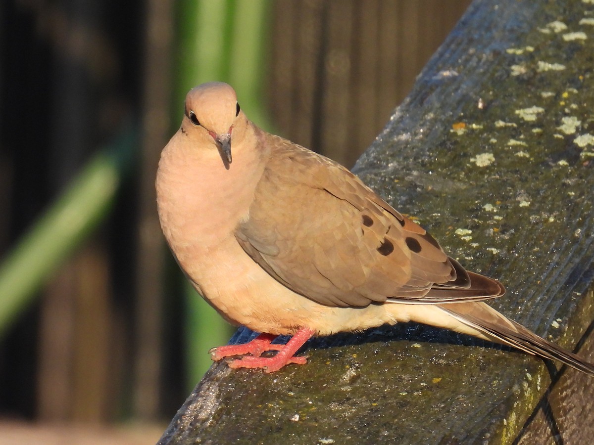 Mourning Dove - ML640261606