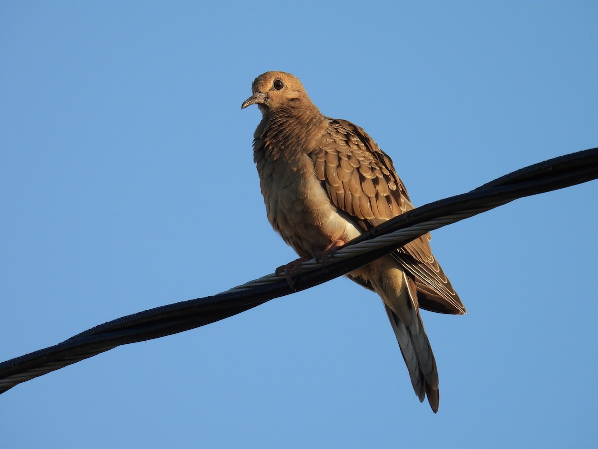 Mourning Dove - ML640261607