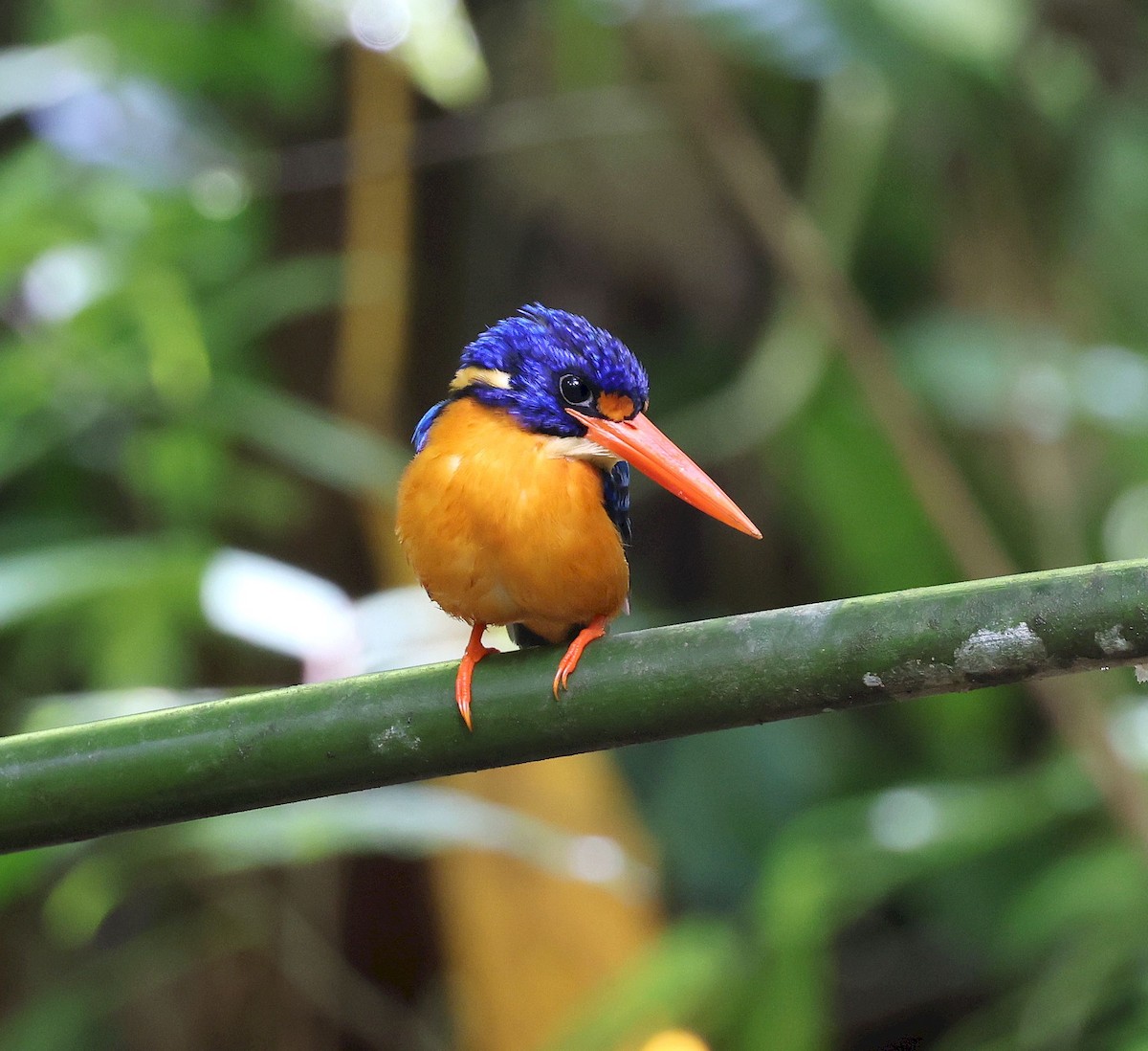 Manus Dwarf-Kingfisher - ML640261612