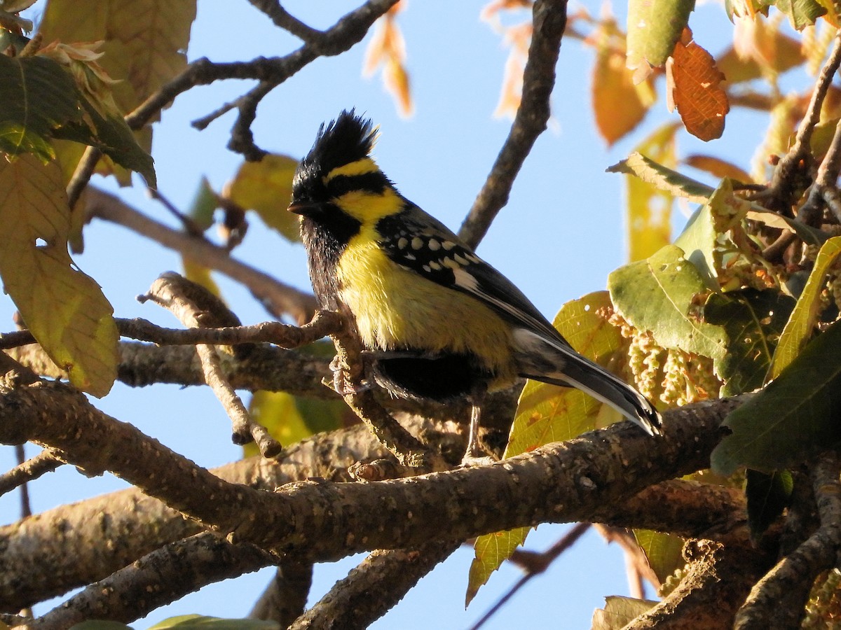Himalayan Black-lored Tit - ML640261621