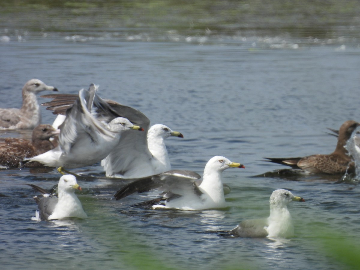 Black-tailed Gull - ML640261634