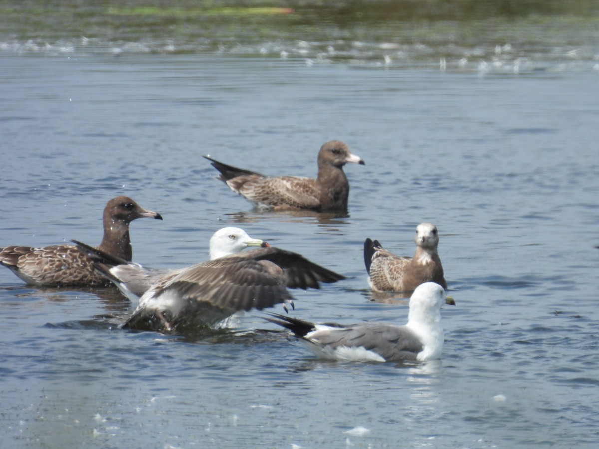 Black-tailed Gull - ML640261635