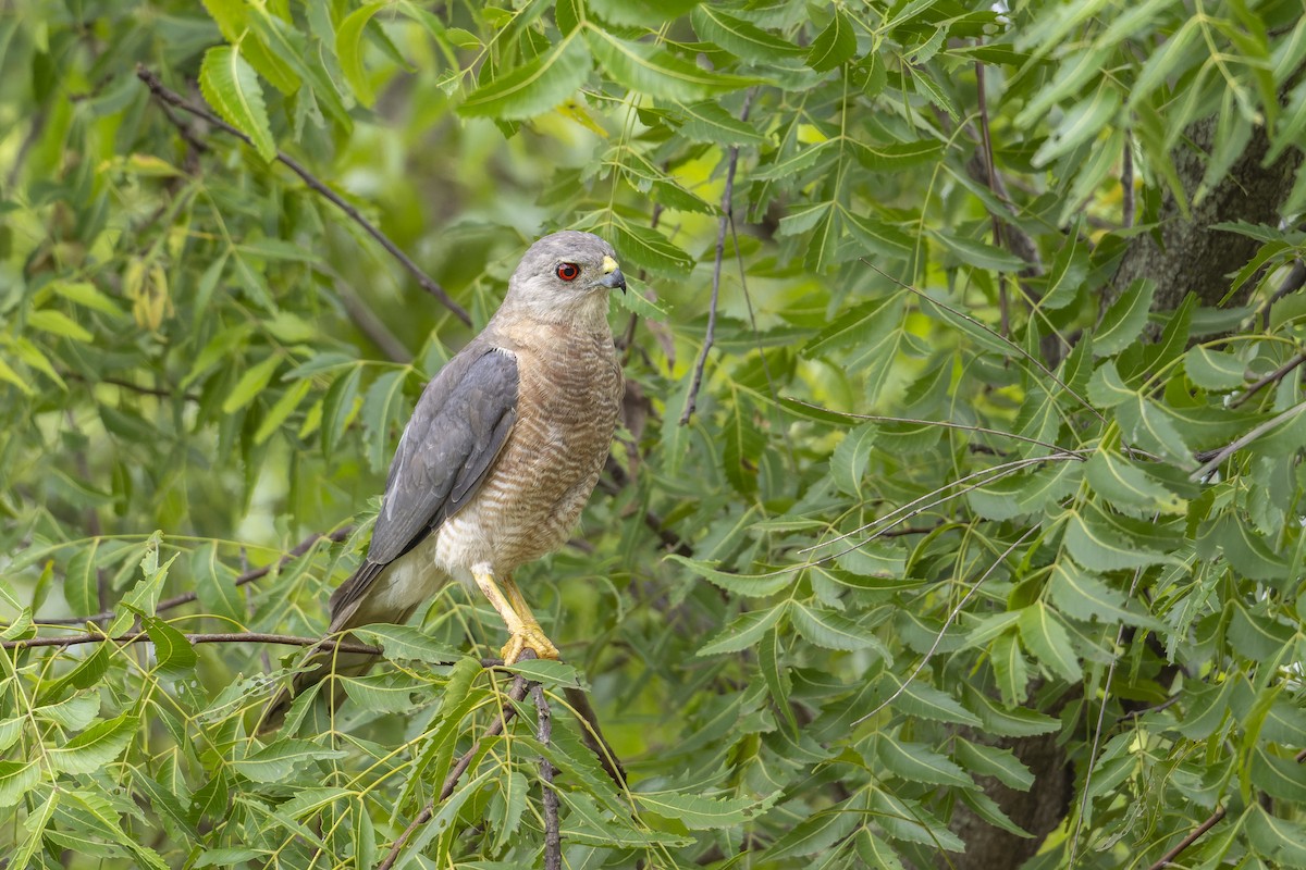 Shikra - ML640261644