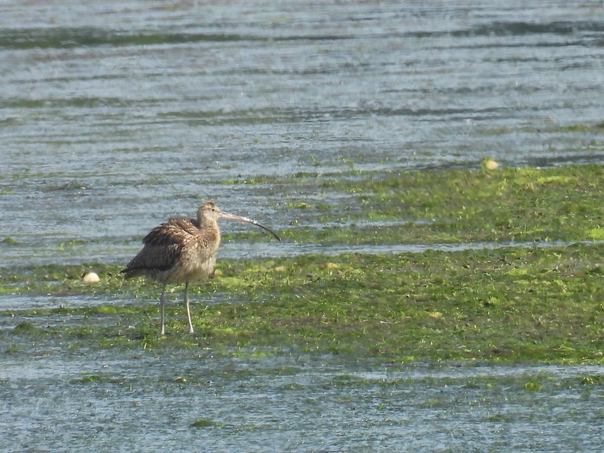 Far Eastern Curlew - ML640261677