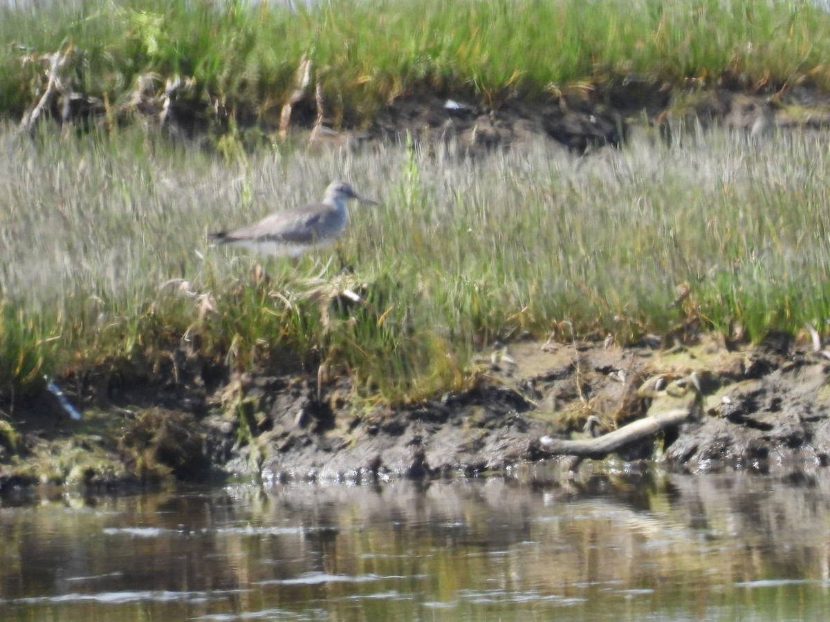 Common Sandpiper - ML640261682
