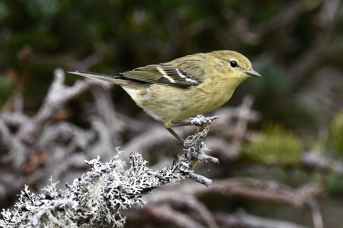 svarthetteparula - ML640261698
