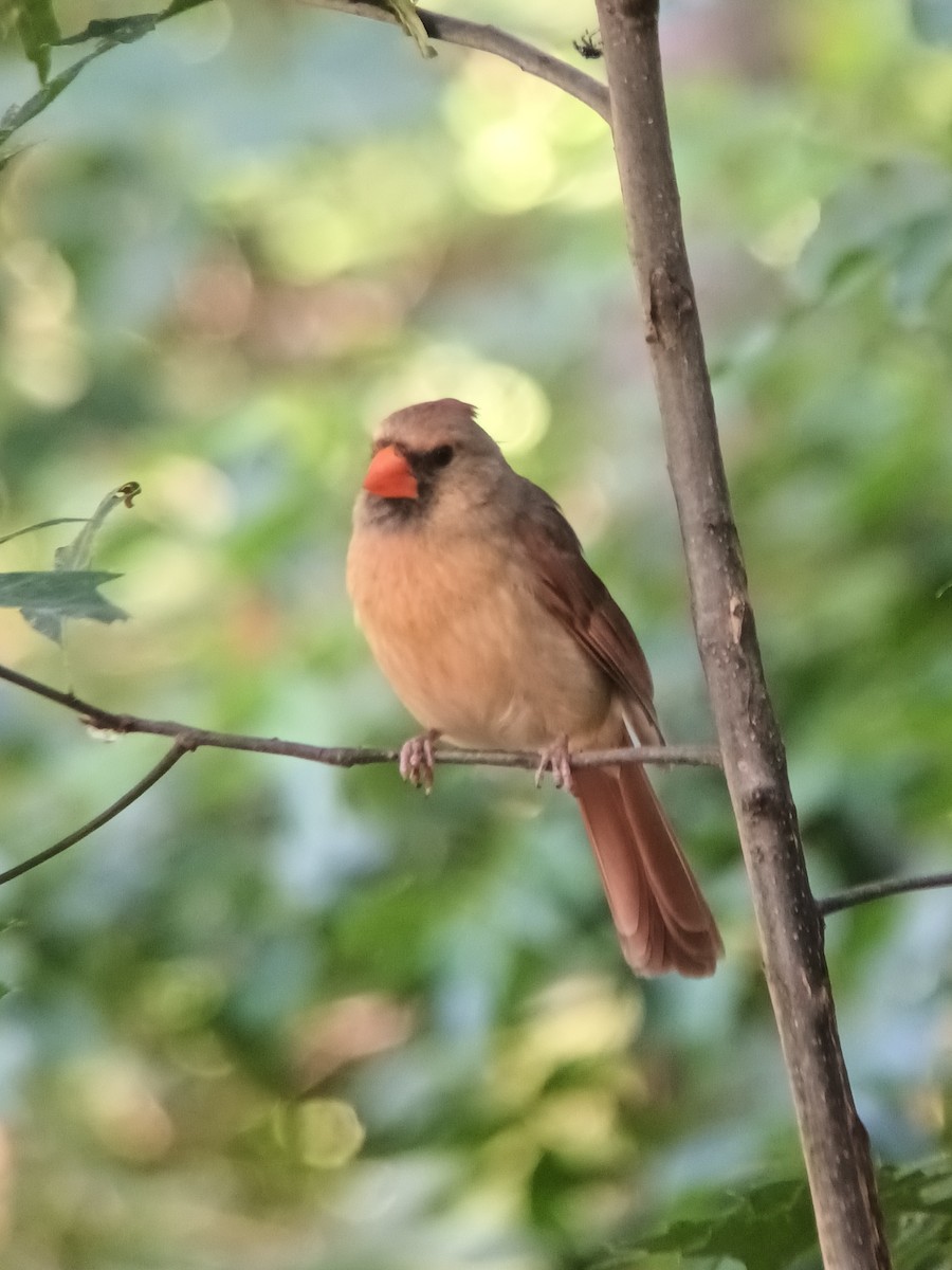 Northern Cardinal - ML640261745