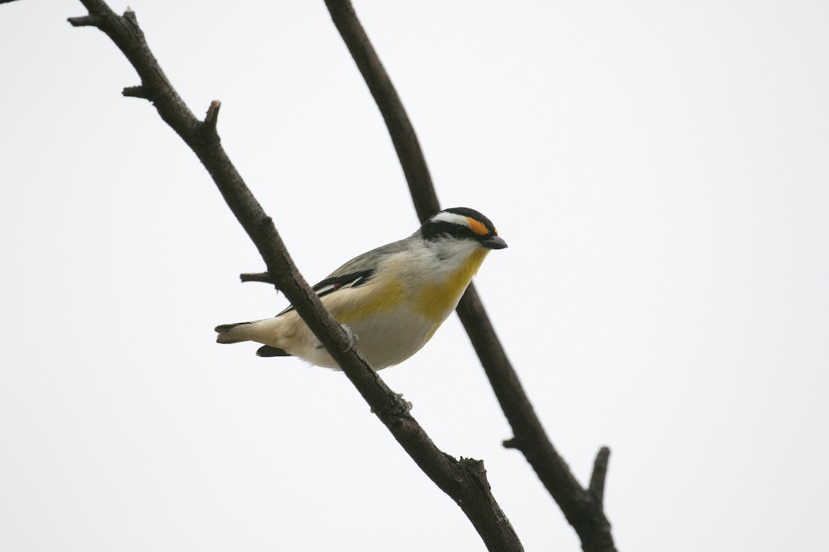 Striated Pardalote - ML640261746