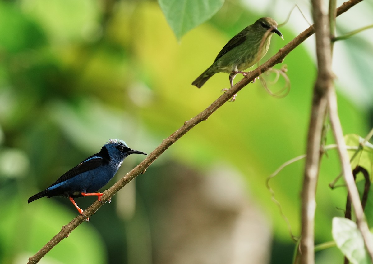 Red-legged Honeycreeper - ML640261770