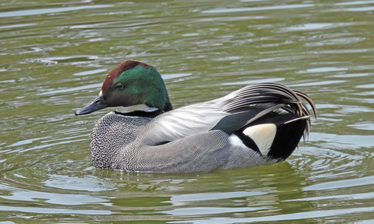 Falcated Duck - ML640261963
