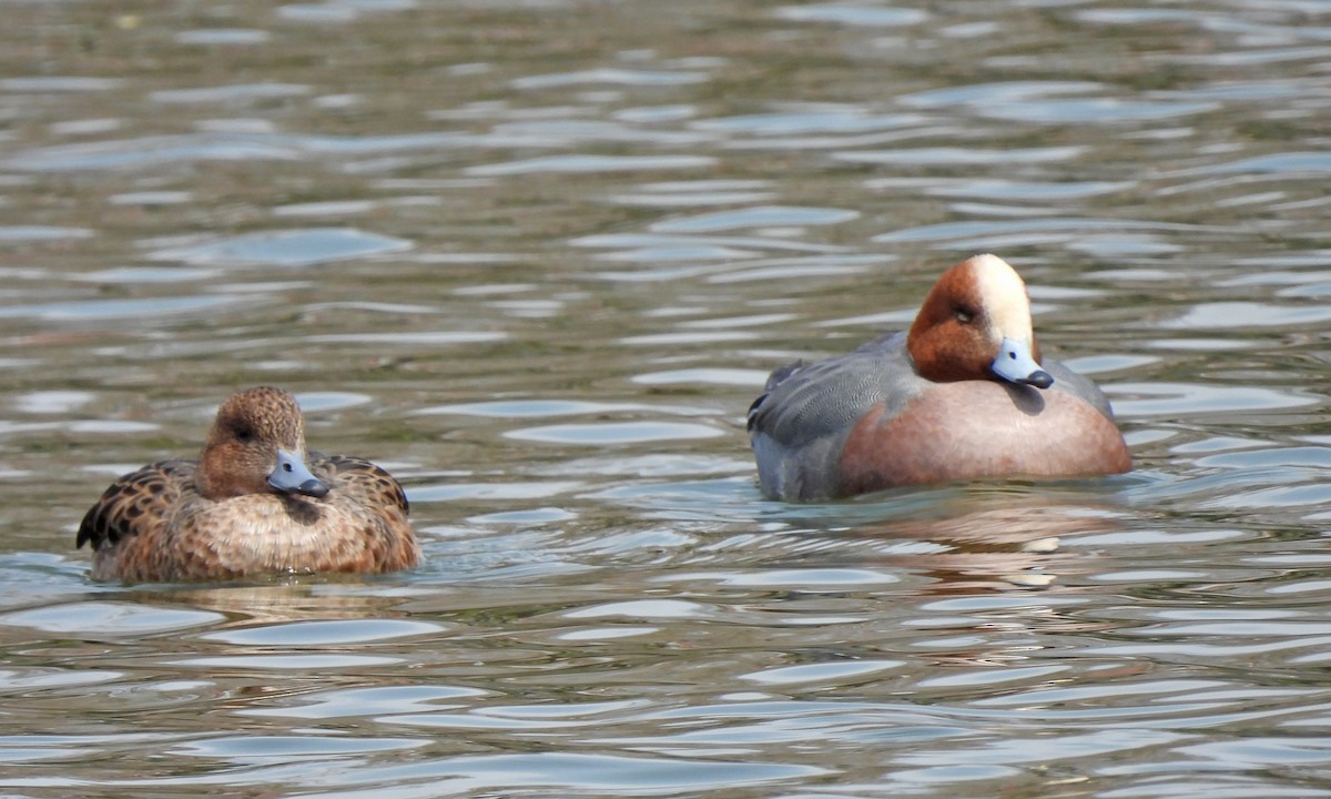 Canard siffleur - ML640261964