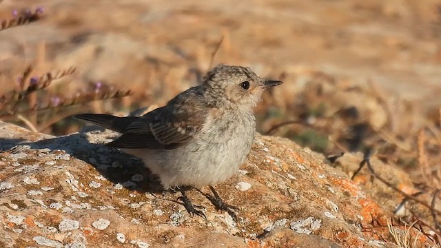 Papamoscas Gris (tyrrhenica/balearica) - ML640261990