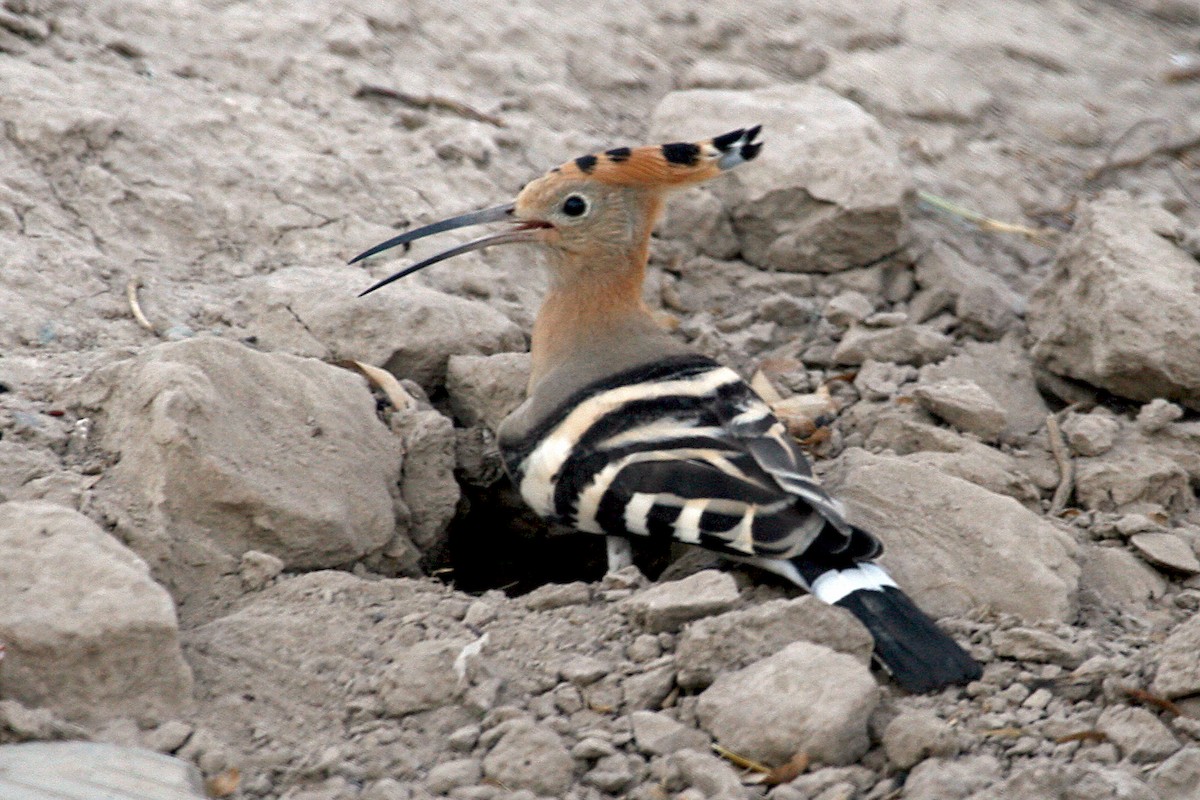 Eurasian Hoopoe - ML640261998