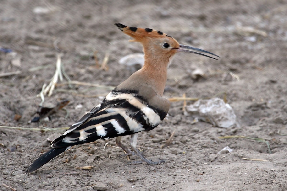 Eurasian Hoopoe - ML640261999