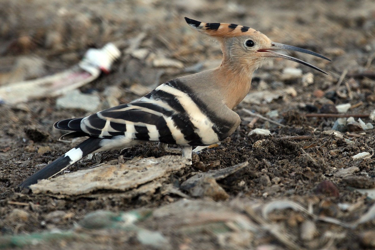 Eurasian Hoopoe - ML640262000