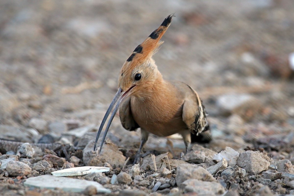 Eurasian Hoopoe - ML640262001