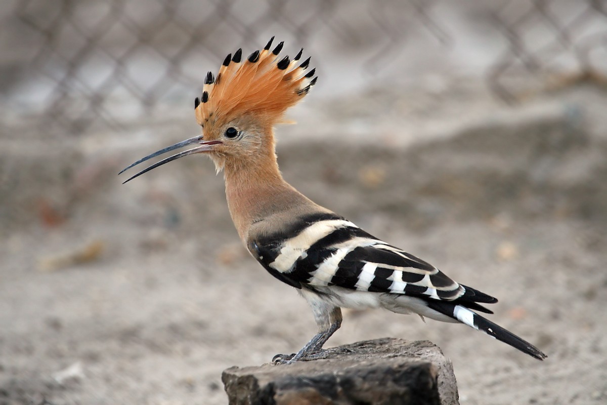 Eurasian Hoopoe - ML640262002