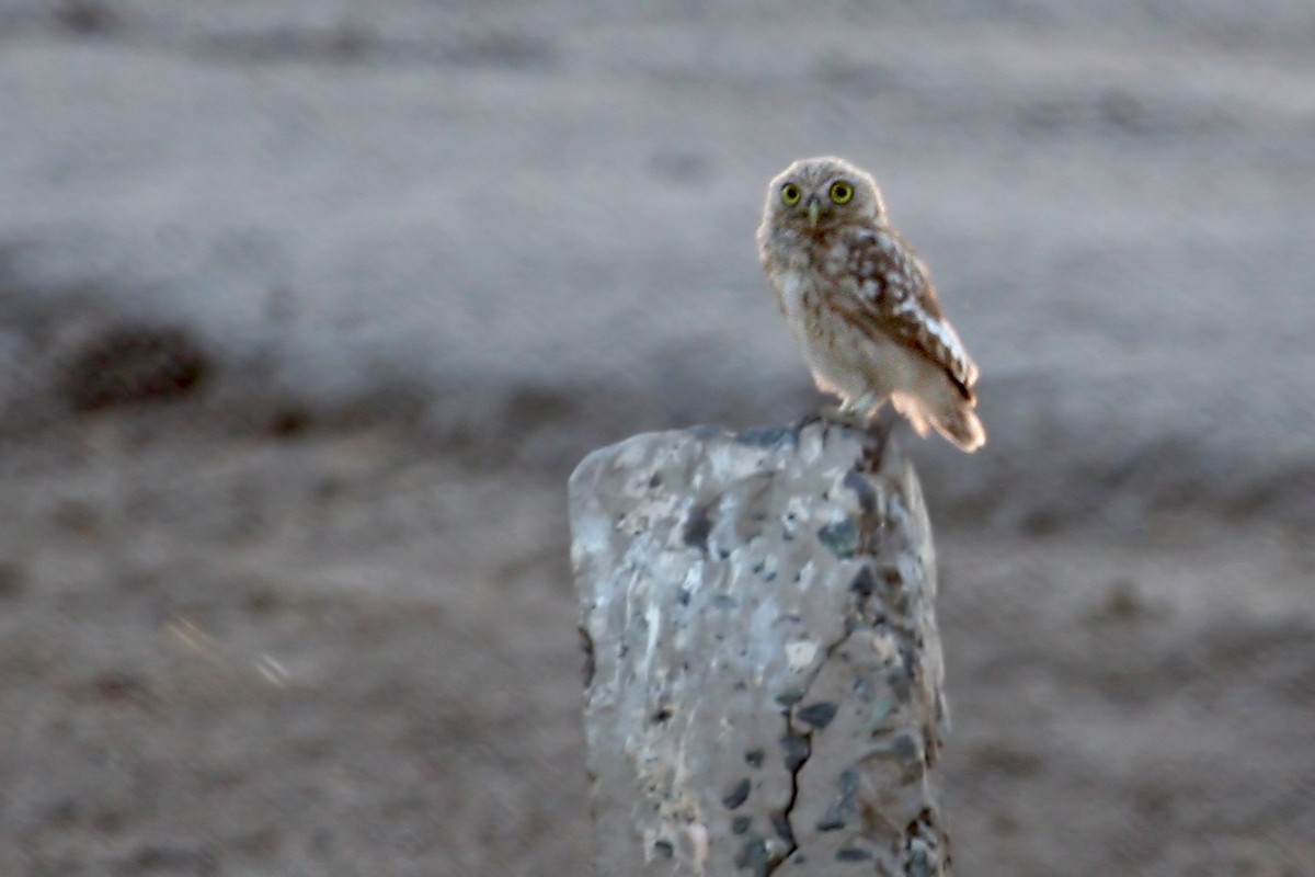 Little Owl (Hutton's) - ML640262037