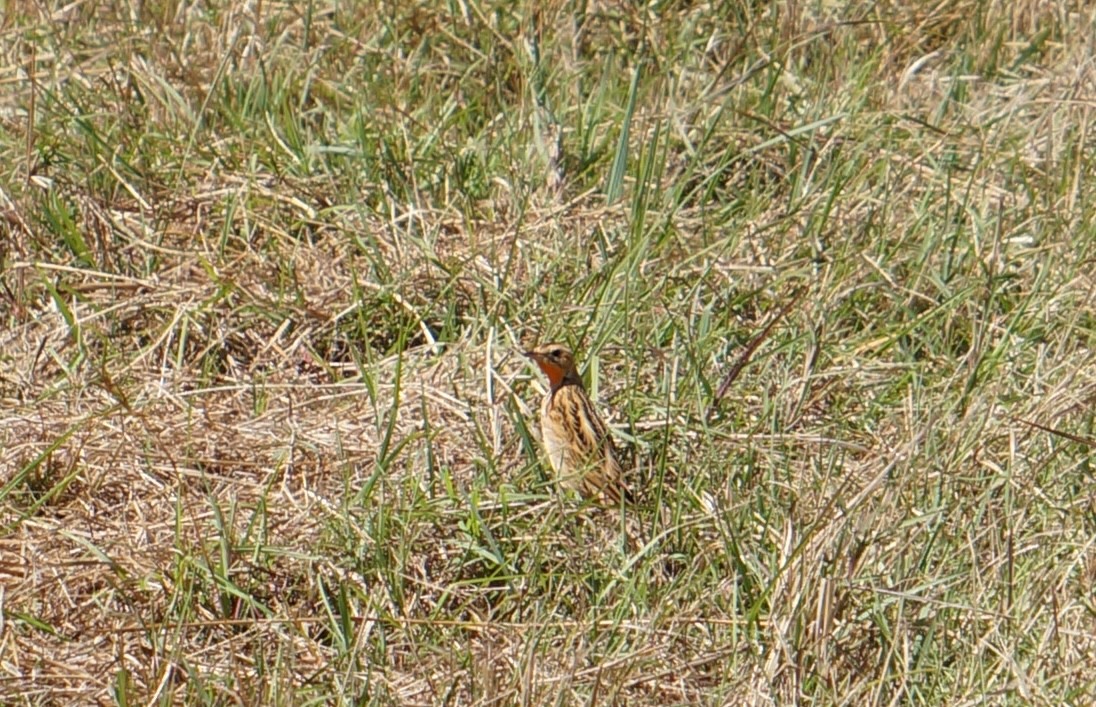 Rosy-throated Longclaw - ML640262063