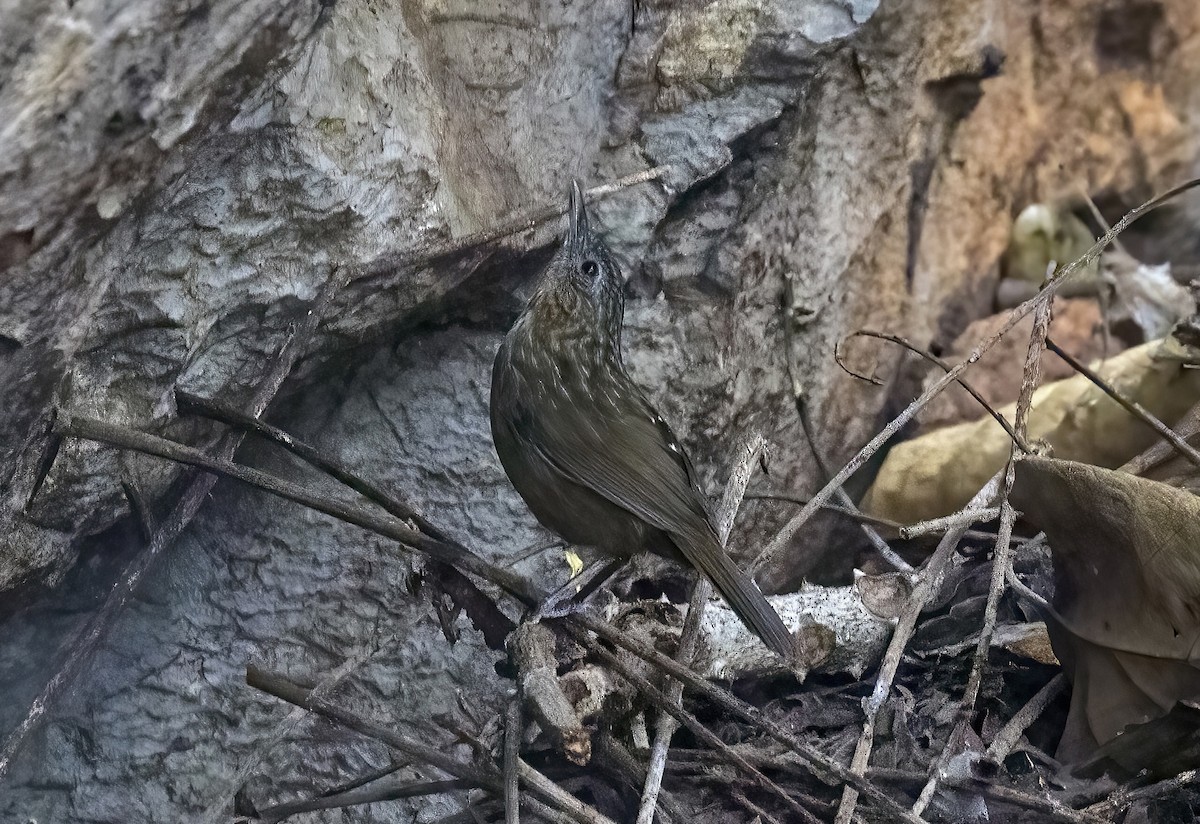 Rufous Limestone Babbler - ML640262108