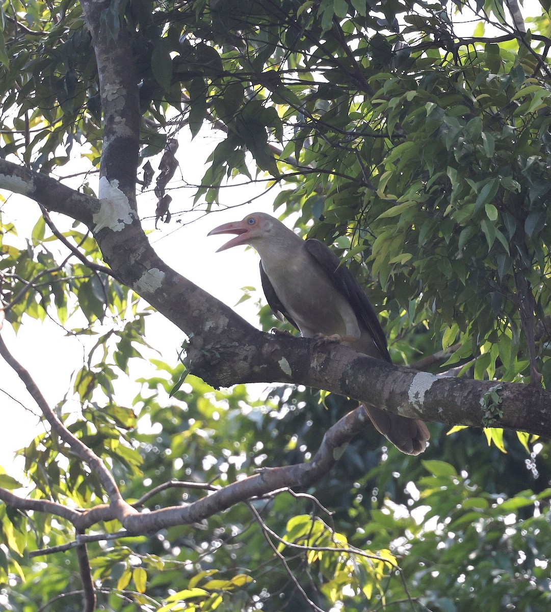 Gray Crow - ML640262128