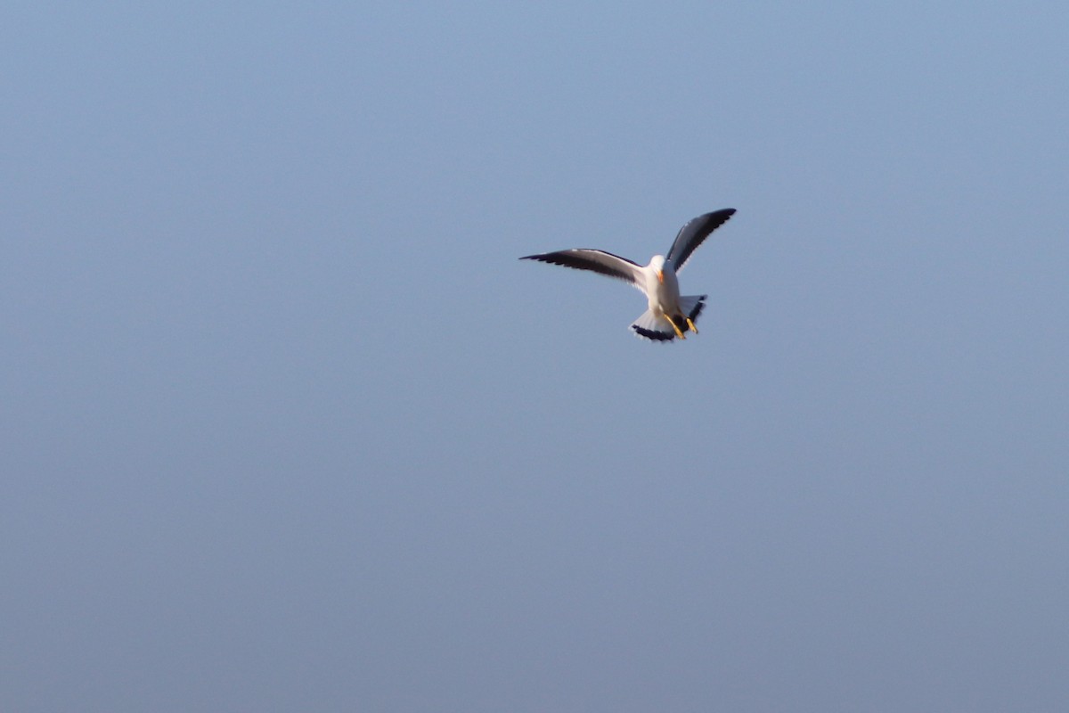 Pacific Gull - ML640262240