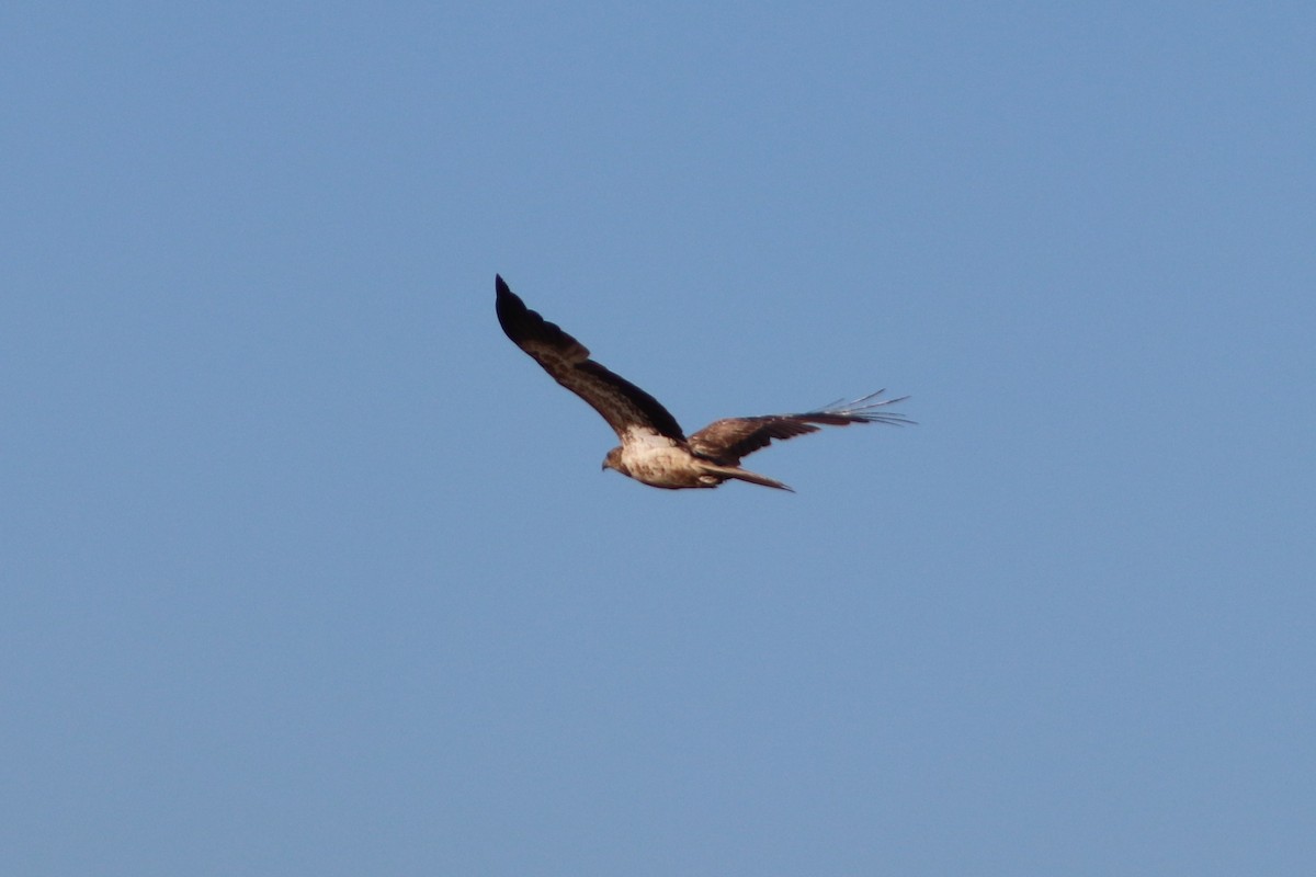 Whistling Kite - ML640262250