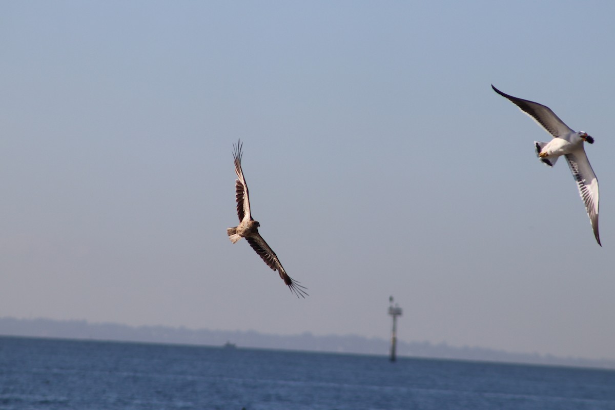 Whistling Kite - ML640262251