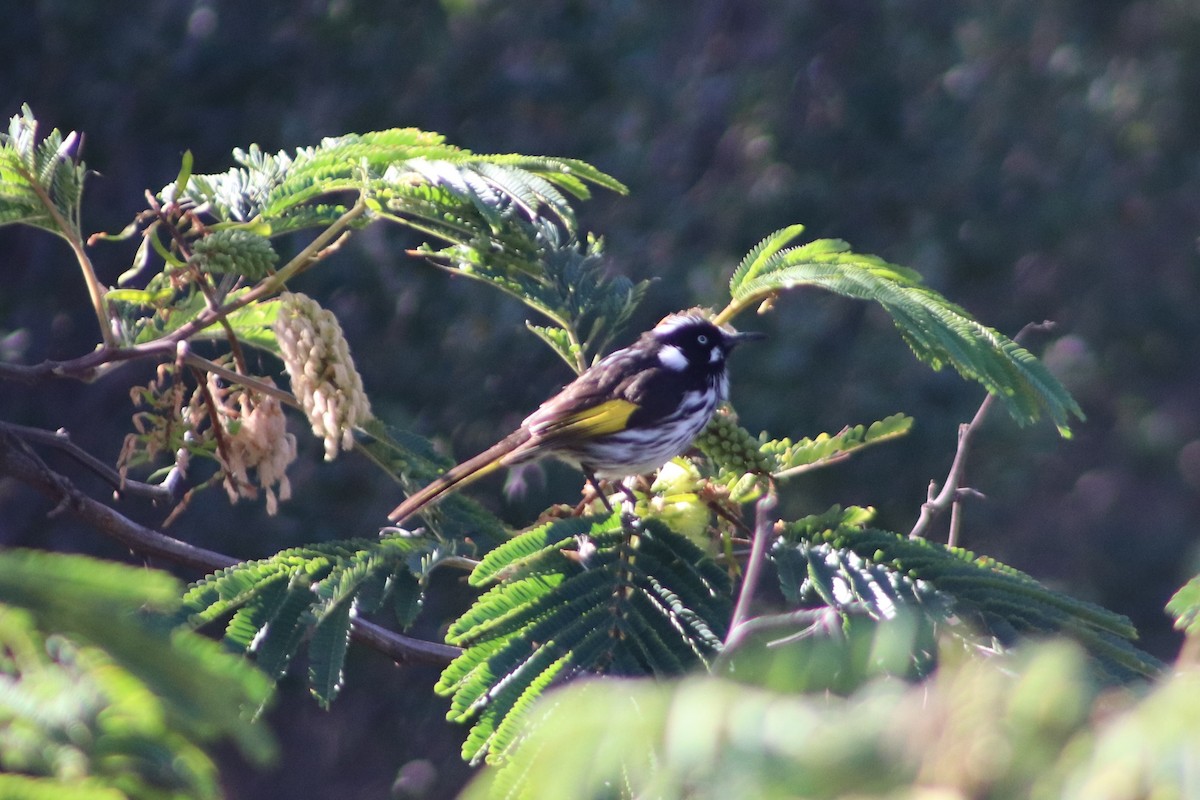 New Holland Honeyeater - ML640262259