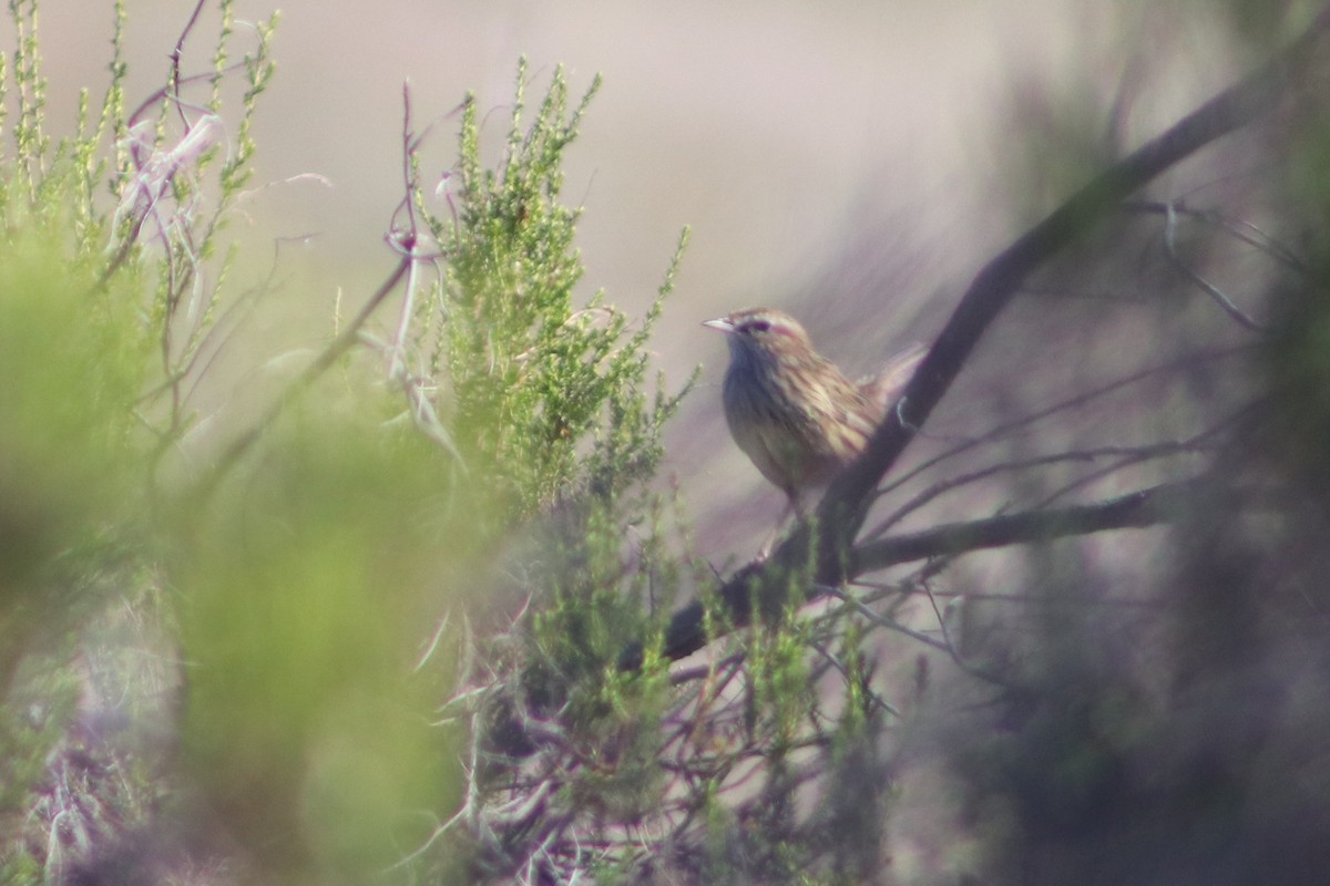 Striated Fieldwren - ML640262260