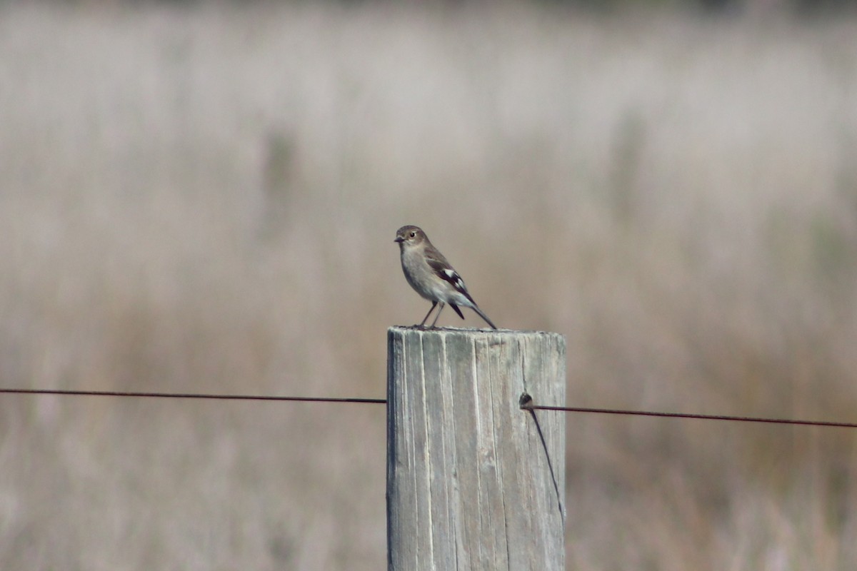 Flame Robin - ML640262263