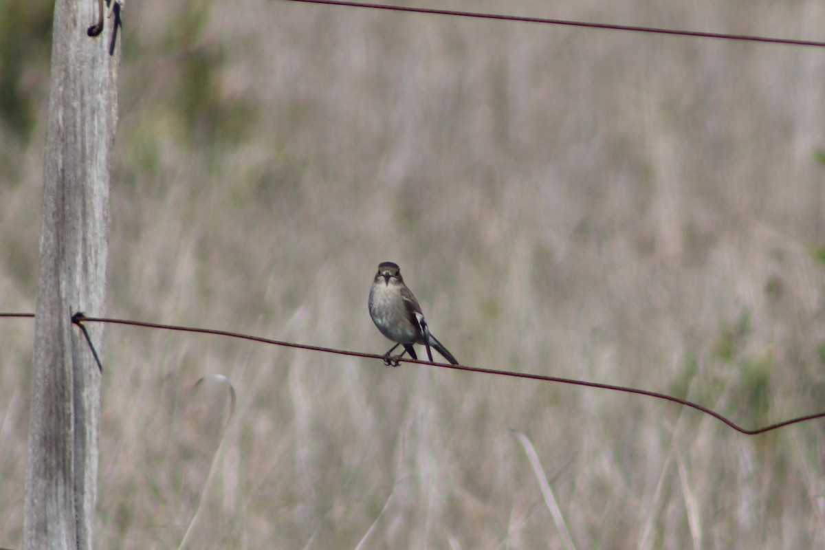 Flame Robin - ML640262264