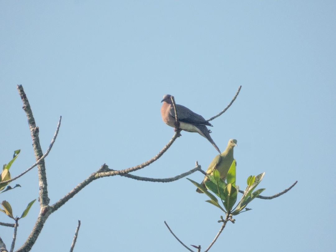 Sunda Collared-Dove - ML640262281