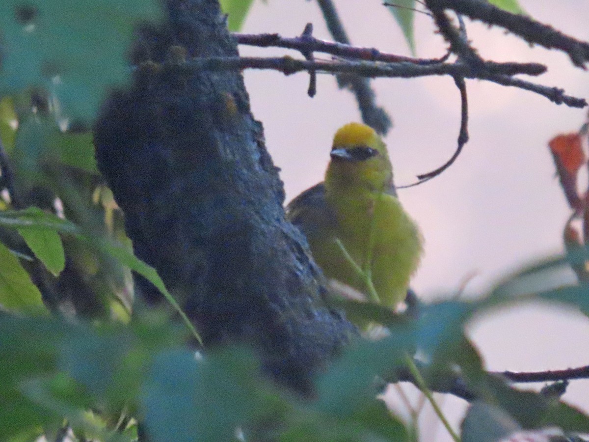 Blue-winged Warbler - ML640262288