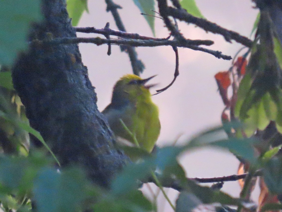 Blue-winged Warbler - ML640262289