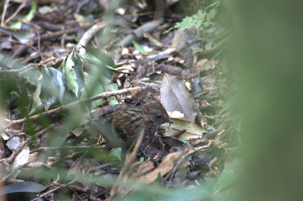 Australian Logrunner - ML640262330