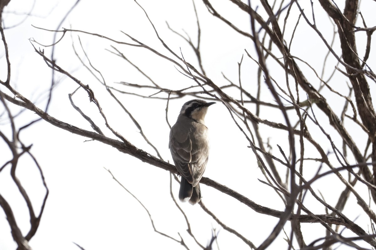 Black-eared Cuckoo - ML640262418