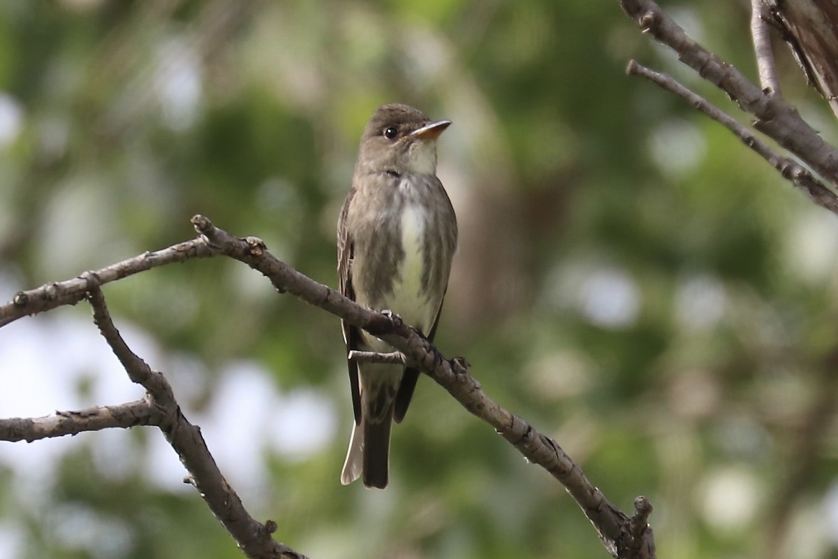 Olive-sided Flycatcher - ML640262435