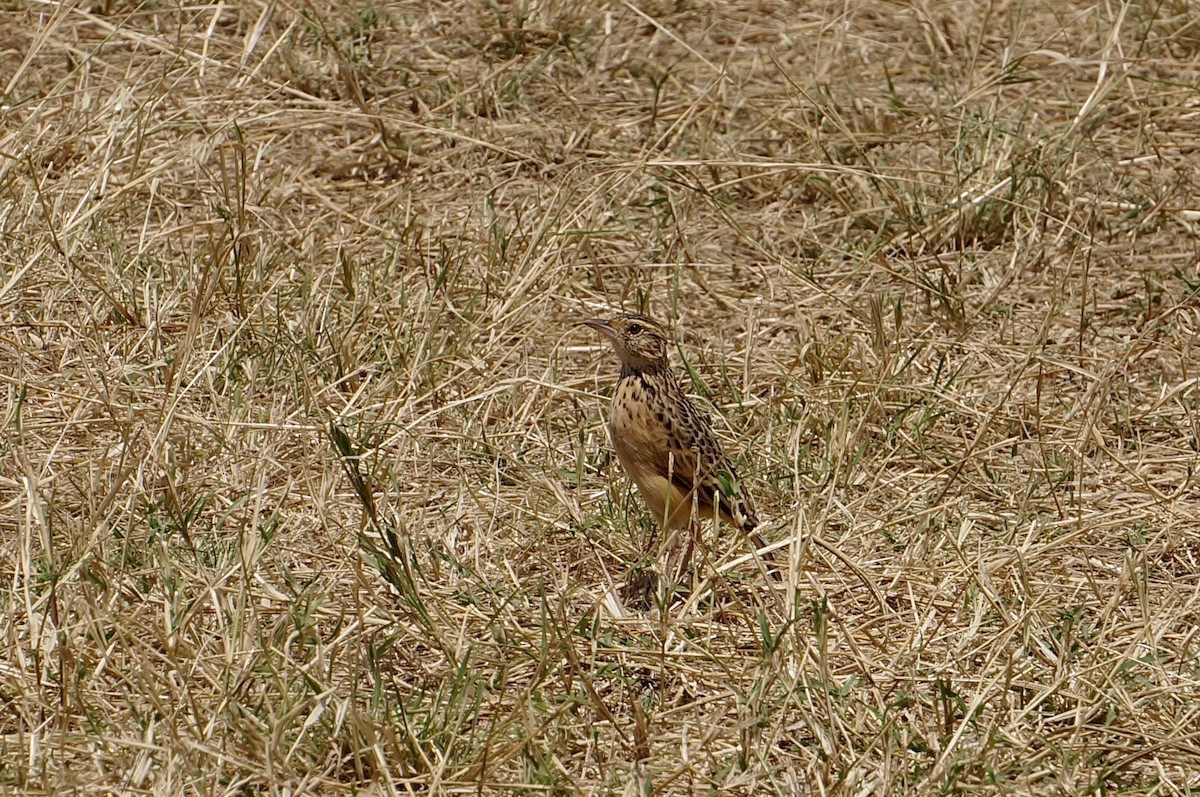 Flappet Lark - ML640262437