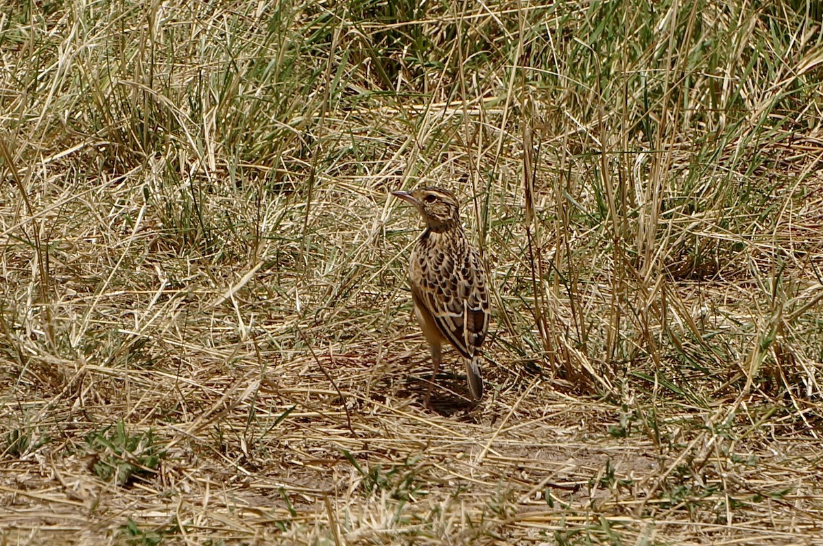 Flappet Lark - ML640262438