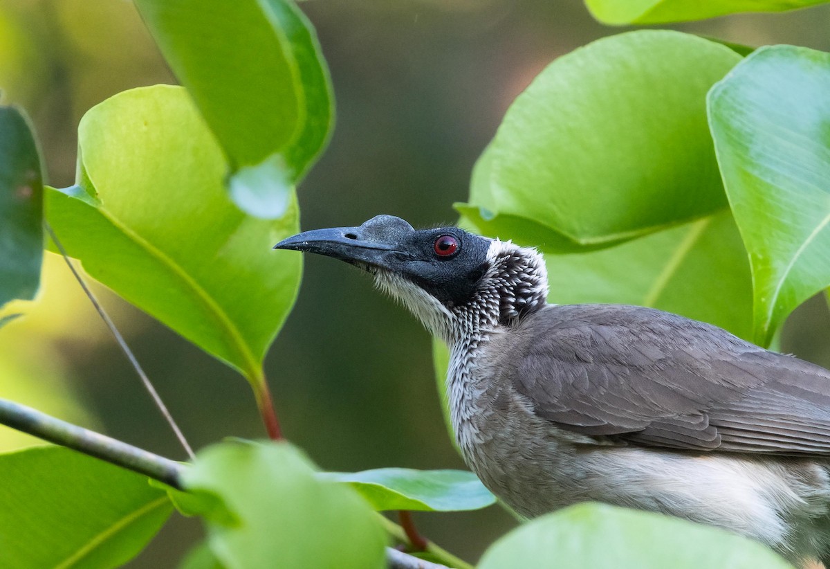 Silver-crowned Friarbird - ML640262450