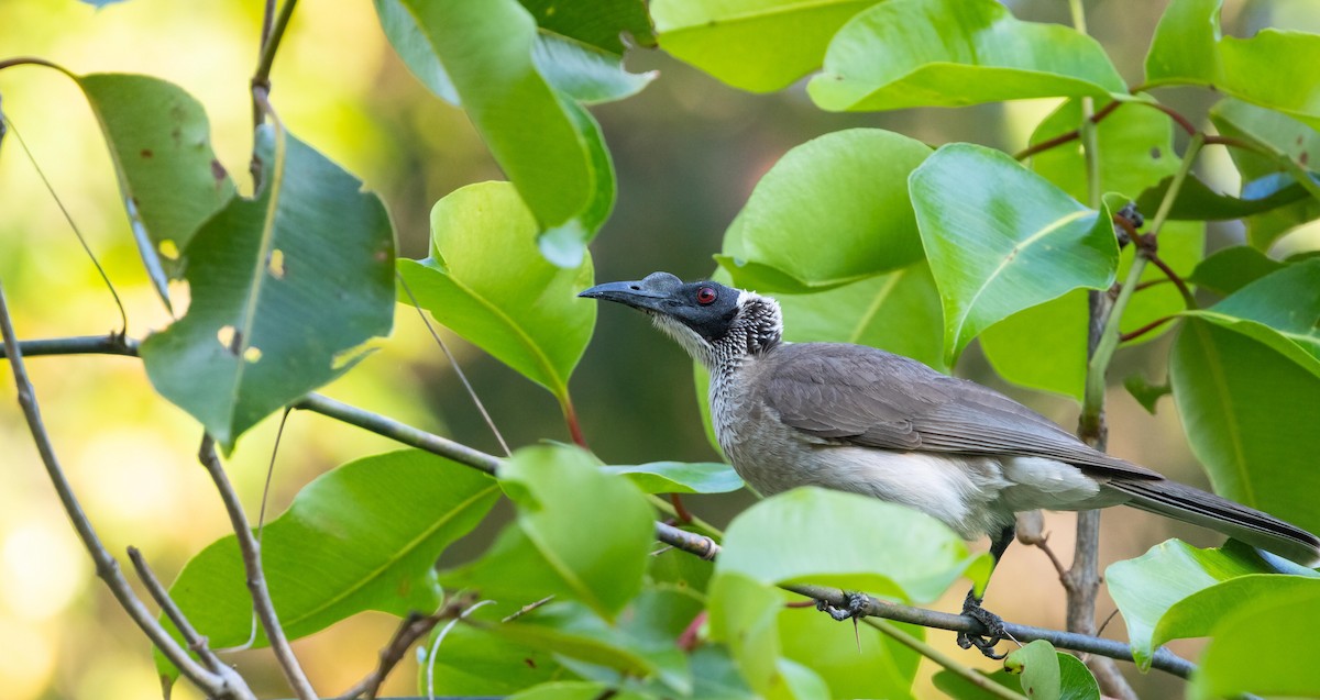 Silver-crowned Friarbird - ML640262451