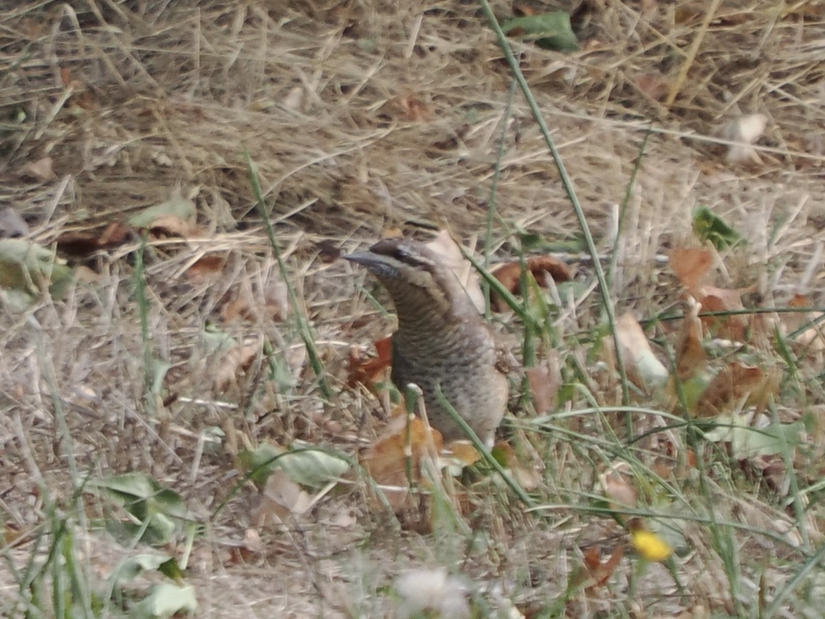 Eurasian Wryneck - ML640262457