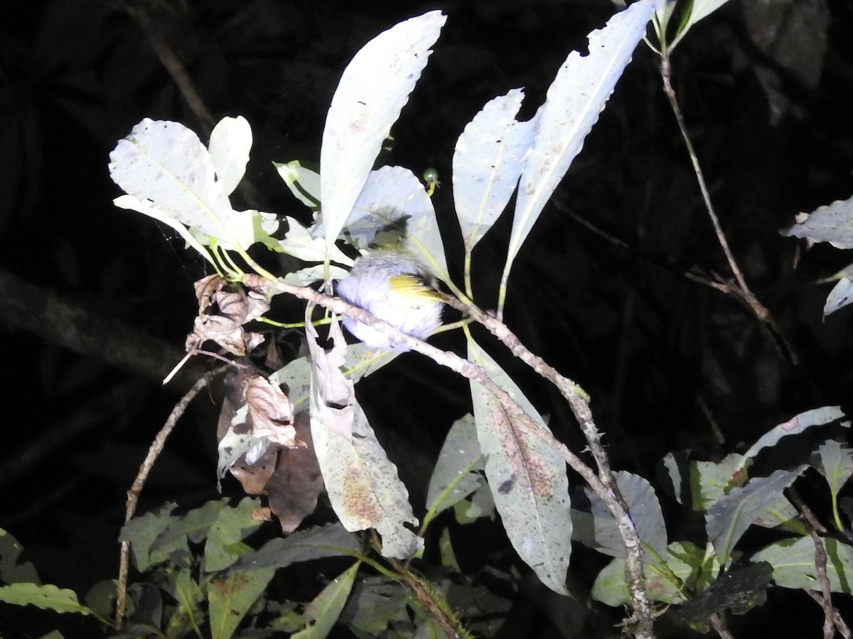 White-bellied Erpornis - ML640262459