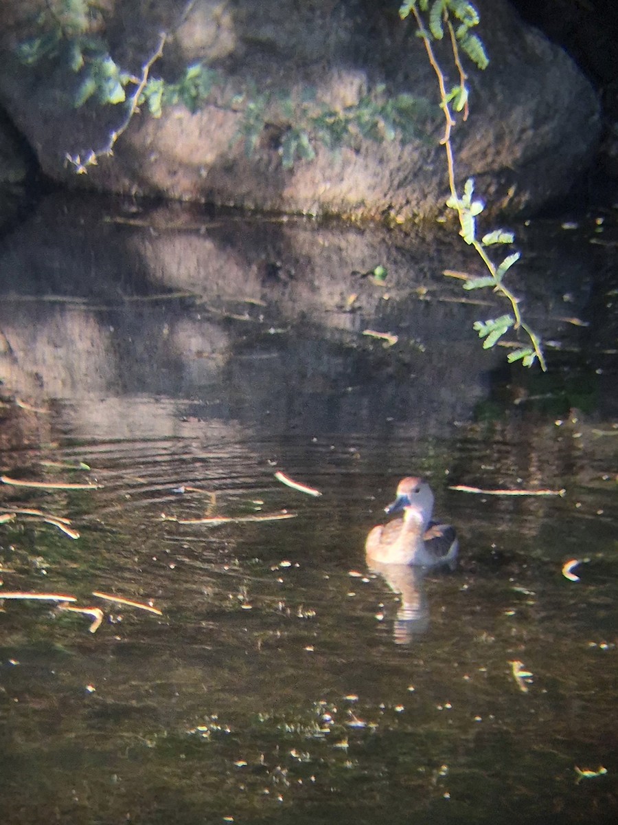 Lesser Whistling-Duck - ML640262481