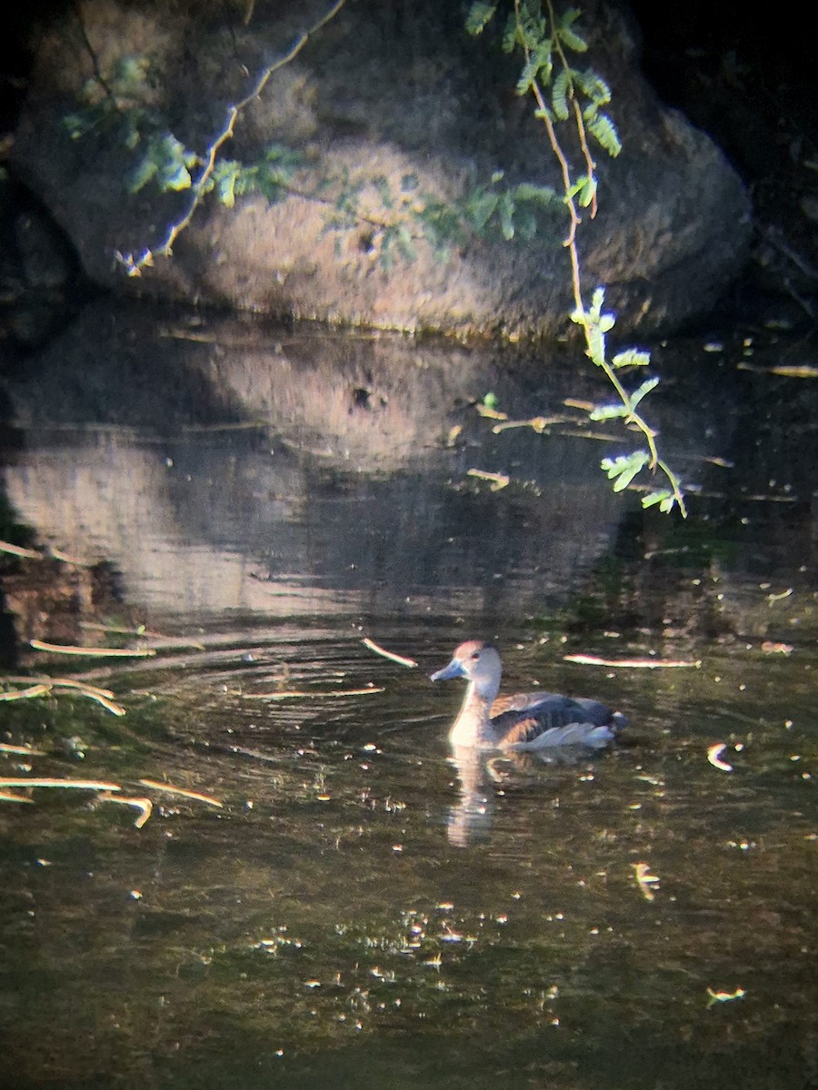 Lesser Whistling-Duck - ML640262482