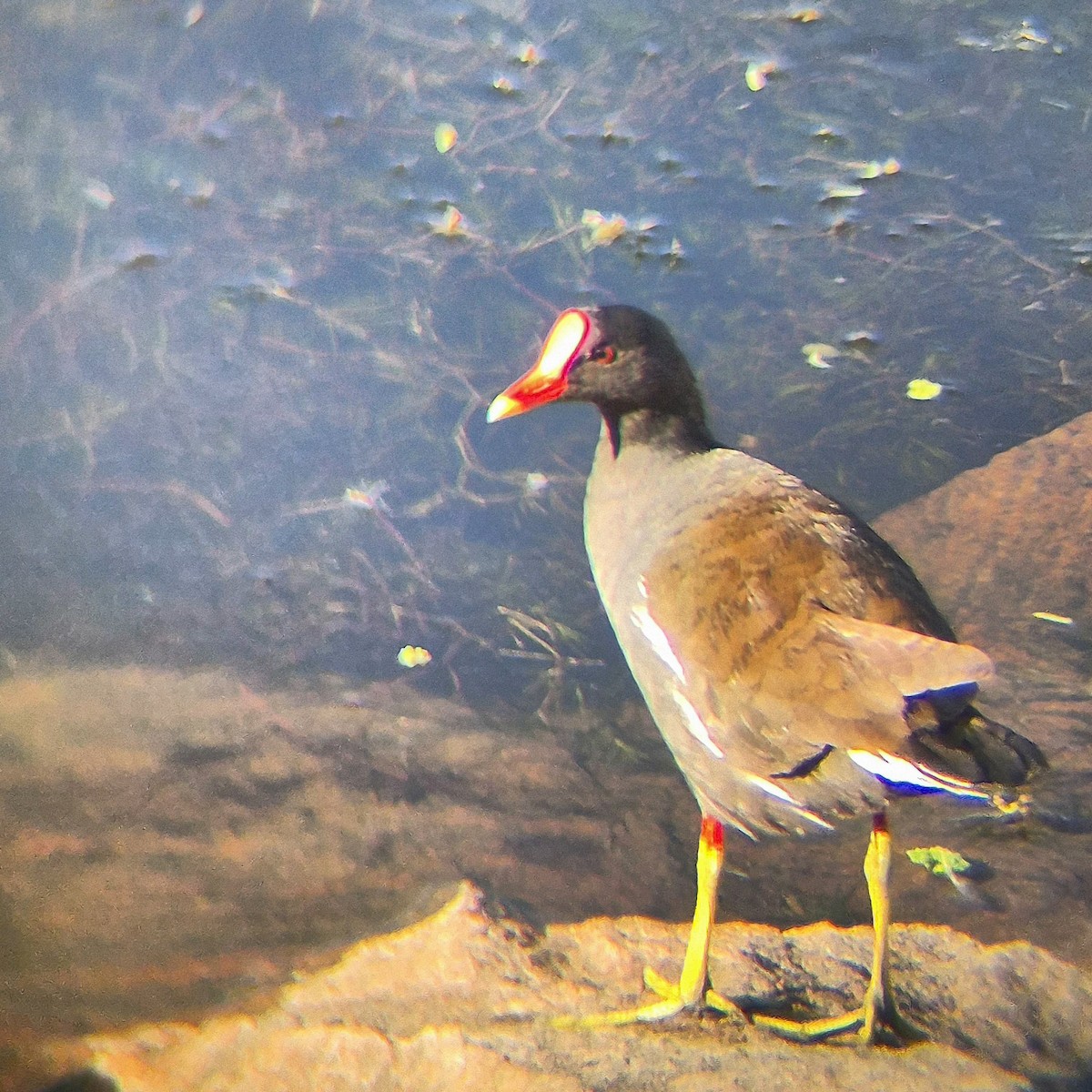 Eurasian Moorhen - ML640262488